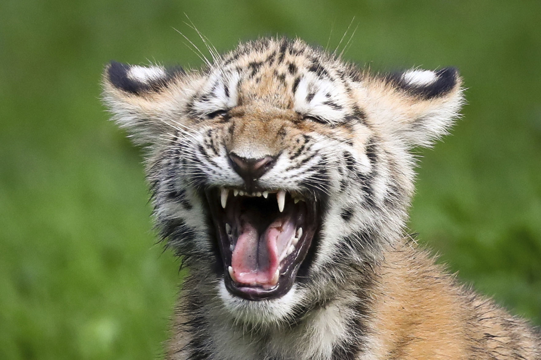 APTOPIX Germany Tiger